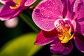 A beautiful orchid flowers. Blooming Splendor. The Enchanting World of Orchids. Generative AI