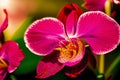 A beautiful orchid flowers. Blooming Splendor. The Enchanting World of Orchids. Generative AI