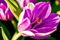 Generative AI art with A beautiful tulip flowers. Blooming Splendor. The Enchanting World of Tulips. Generative AI
