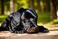 Cute Giant Schnauzer. Portrait of a beautiful Giant Schnauzer dog in the park. Generative AI