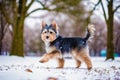 Cute purebred Australian Silky Terrier. Portrait of a beautiful Australian Silky Terrier dog playing in the park. Generative AI Royalty Free Stock Photo