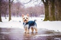 Cute purebred Australian Silky Terrier. Portrait of a beautiful Australian Silky Terrier dog playing in the park. Generative AI Royalty Free Stock Photo