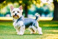 Cute purebred Australian Silky Terrier. Portrait of a beautiful Australian Silky Terrier dog playing in the park. Generative AI Royalty Free Stock Photo