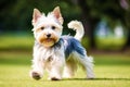 Cute purebred Australian Silky Terrier. Portrait of a beautiful Australian Silky Terrier dog playing in the park. Generative AI Royalty Free Stock Photo