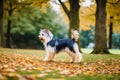 Cute purebred Australian Silky Terrier. Portrait of a beautiful Australian Silky Terrier dog playing in the park. Generative AI Royalty Free Stock Photo