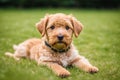 Portrait of a beautiful Airedale Terrier dog in the park. Generative AI Royalty Free Stock Photo