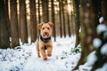 Portrait of a beautiful Airedale Terrier dog in the park. Generative AI Royalty Free Stock Photo