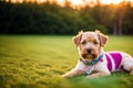 Portrait of a beautiful Airedale Terrier dog in the park. Generative AI Royalty Free Stock Photo
