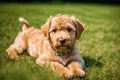 Portrait of a beautiful Airedale Terrier dog in the park. Generative AI Royalty Free Stock Photo