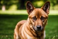 Portrait of a beautiful Belgian Shepherd dog in the park. Belgian Malinois. Generative AI Royalty Free Stock Photo