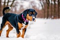 Portrait of a beautiful dog breed American English Coonhound in the park. Generative AI Royalty Free Stock Photo