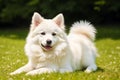 Portrait of a beautiful dog breed American Eskimo Dog in the park. Generative AI Royalty Free Stock Photo