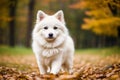 Portrait of a beautiful dog breed American Eskimo Dog in the park. Generative AI