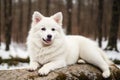 Portrait of a beautiful dog breed American Eskimo Dog in the park. Generative AI Royalty Free Stock Photo