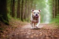 Portrait of a beautiful dog breed English Bulldog. A beautiful American Bulldog dog in the park. Generative AI