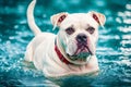 Portrait of a beautiful dog breed English Bulldog. A beautiful American Bulldog dog in the park. Generative AI