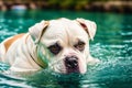 Portrait of a beautiful dog breed English Bulldog. A beautiful American Bulldog dog in the park. Generative AI