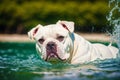 Portrait of a beautiful dog breed English Bulldog. A beautiful American Bulldog dog in the park. Generative AI