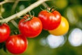 Red tomatoes with green leaves on a white background. Close-up. Healthy food concept. Generative AI Royalty Free Stock Photo