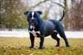 Staffordshire Bull Terrier dog. Portrait of a beautiful Staffordshire Bull Terrier playing in the park. Generative AI Royalty Free Stock Photo