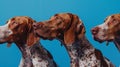 Generative AI Banner Close-up three hide dogs head. Isolated on blue background. business concept. Royalty Free Stock Photo