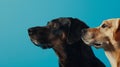 Generative AI Banner Close-up three hide dogs head. Isolated on blue background. business concept. Royalty Free Stock Photo