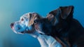 Generative AI Banner Close-up three hide dogs head.  on blue background. business concept. Royalty Free Stock Photo