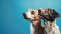 Generative AI Banner Closeup three hide dogs head on blue background business concept.