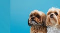 Generative AI Banner Closeup three hide dogs head Isolated on blue background business concept.