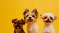 Generative AI banner three happy puppy dogs smiling on  yellow background. business concept. Royalty Free Stock Photo