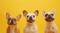 Generative AI banner three happy puppy dogs smiling on isolated yellow background. business concept. Royalty Free Stock Photo