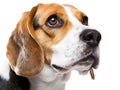 beautiful beagle dog isolated on white 1 Royalty Free Stock Photo