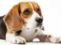 beautiful beagle dog isolated on white 4 Royalty Free Stock Photo