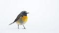 Generative AI Beautiful bird Bluefronted Redstart Phoenicurus frontalis on white background business concept.