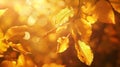 Generative AI Beautiful blurred autumn background with yellowgold leaves in the rays of sunlight on a dark natural Royalty Free Stock Photo