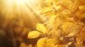 Generative AI Beautiful blurred autumn background with yellowgold leaves in the rays of sunlight on a dark natural