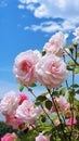 Beautiful_fluffy_branches_of_blooming_rose_shrub_rose_1690446378831_7