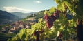 Generative AI, beautiful Italian vineyard, green landscape. Rows of vines