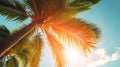 Beautiful_palm_leaves_on_sunset_against_blue_sky_1690447594911_1 Royalty Free Stock Photo