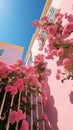 Beautiful pink flowers of bougainvillea on the facade 1690447672659 6