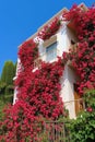 Beautiful pink flowers of bougainvillea on the facade 1690447672659 1
