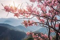 Beautiful_wild_Himalayan_CherryPrunus_cerasoides_flower_Sakura_thailand_1690599465892_1