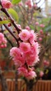 Beautiful_wild_Himalayan_CherryPrunus_cerasoides_flower_Sakura_thailand_1690599465892_5