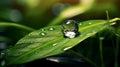 Beauty transparent drop of water on a green 1690444208578 3