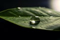 Beauty transparent drop of water on a green 1690444208578 4