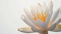 Generative AI Beauty water lilly flower on white background business concept. Royalty Free Stock Photo