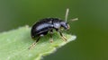Generative AI Black Beetle on Leaf Featuring Tiny Insect in Natural Macro CloseUp business concept.