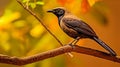 Black_bird_Darkbacked_Sibia_Malacias_melanoleucus_standing_on_1690600752433_3