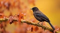 Black_bird_Darkbacked_Sibia_Malacias_melanoleucus_standing_on_1690600756602_5