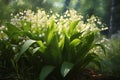 Blossoming lilies of the valley in a sunny 1690446293295 3